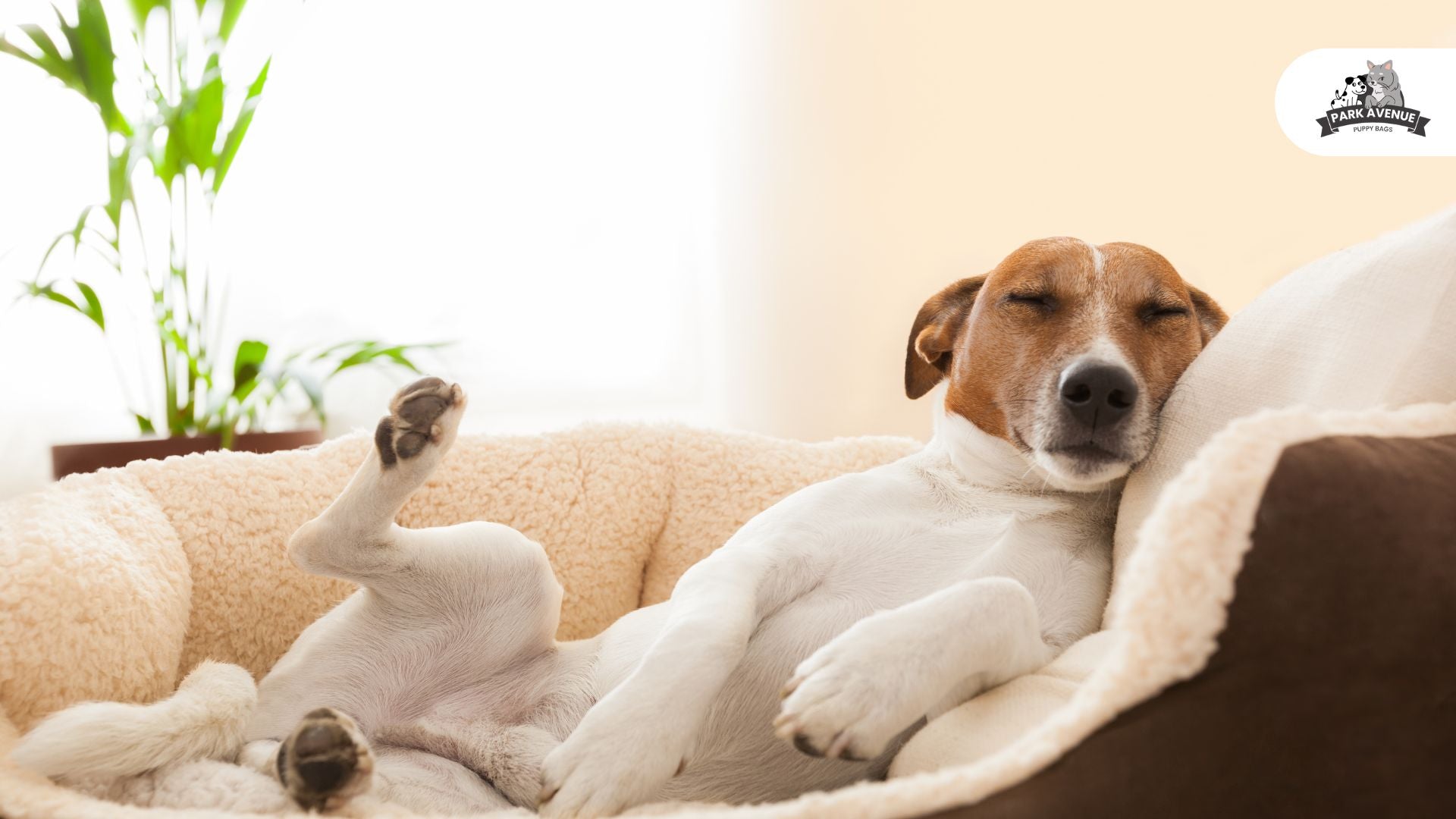 Best Dog Bed Materials for Comfort, Durability and Style