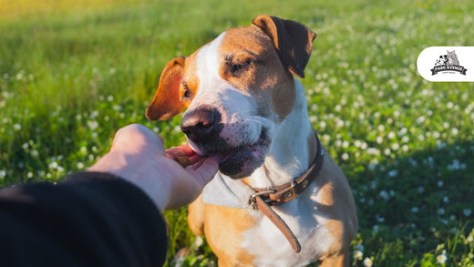 Best Dog Toys for Treats: Fun and Engaging Options for Your Pup