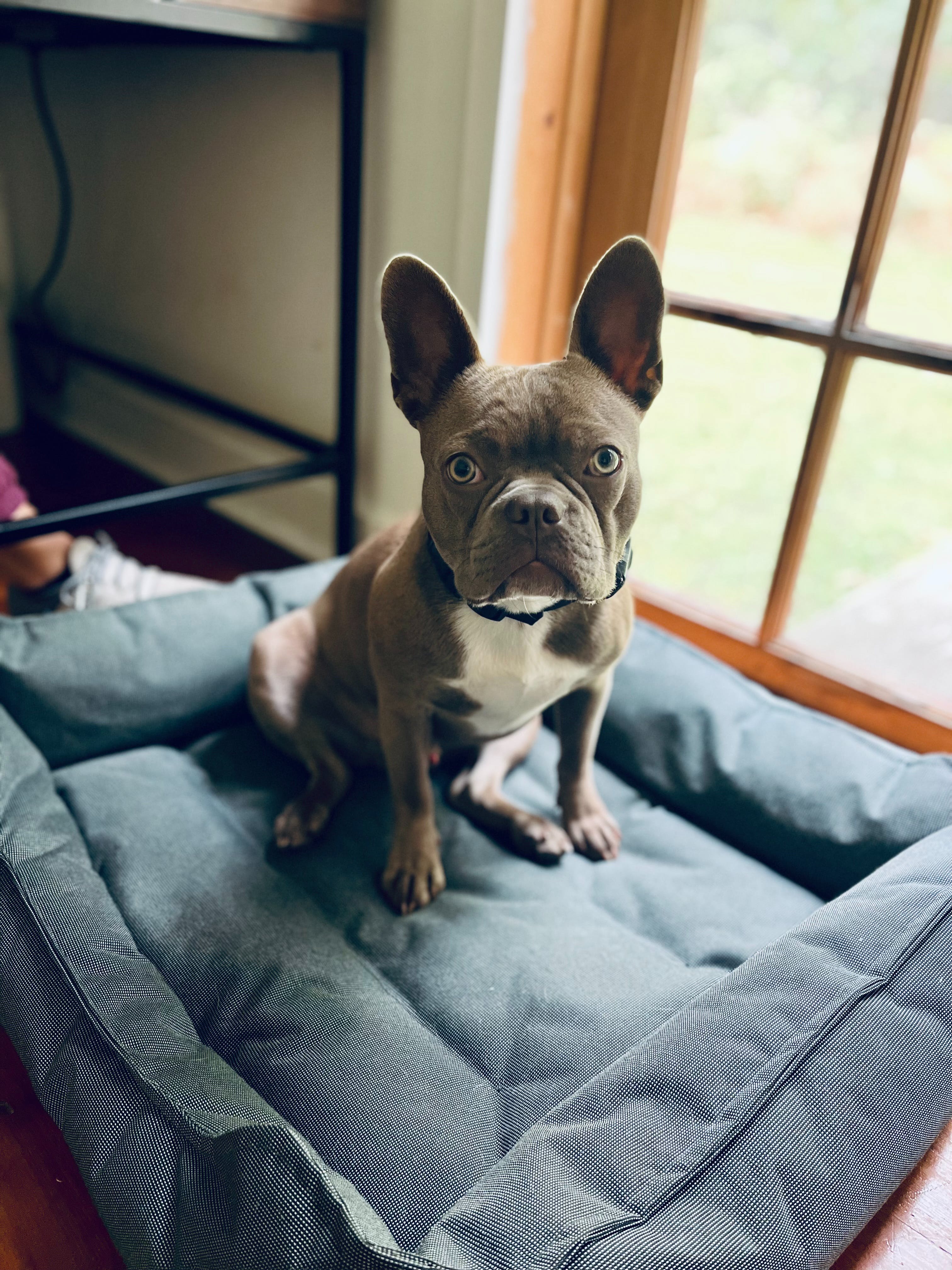Best Dog Bed Materials for Comfort, Durability and Style